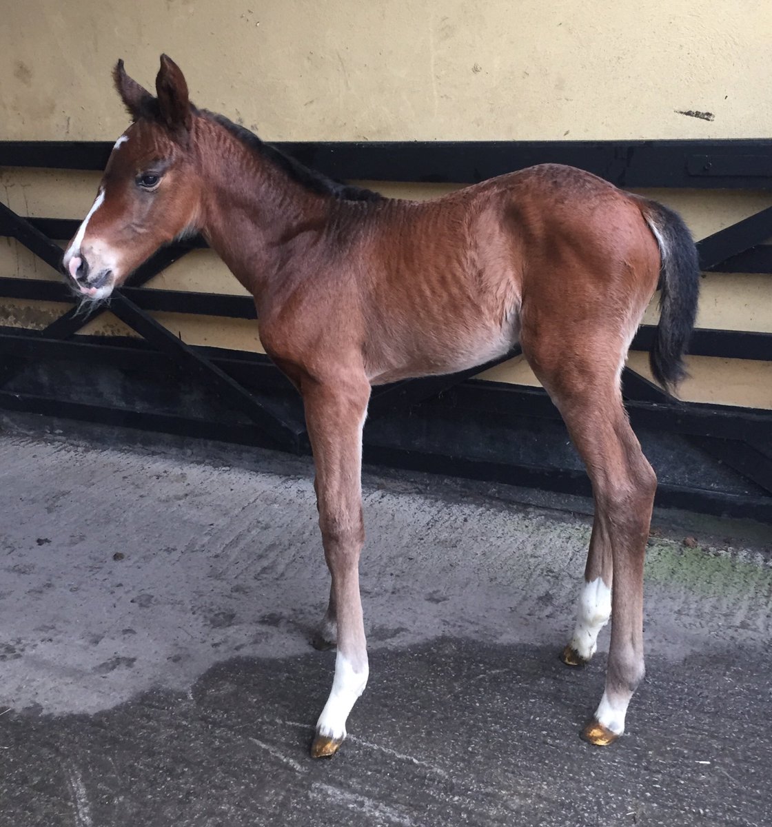 Pmolony1Peter's tweet photo. This beautiful 1/2 sister to South Seas by @IrishNatStud Invincible Spirit arrived last night! @FahadAlthaniQR @dredvers #springlodge https://t.co/nk0awdJSCP
