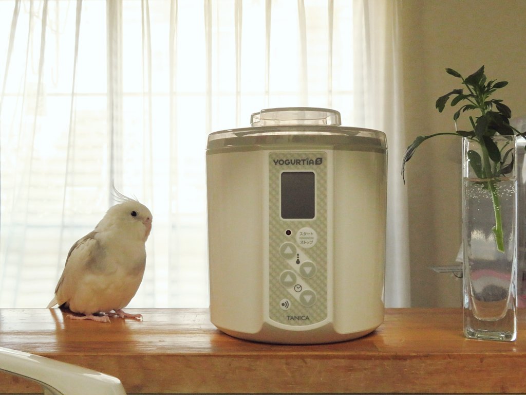 yuki_suichan's tweet photo. こちらがスイちゃんカラーのヨーグルトメーカーのヨーグルティア。今朝初めてカスピ海ヨーグルト（植え継ぎ２回目）作ったけど最高の出来でした(*ﾟ∀ﾟ) https://t.co/K4zJYfX35V