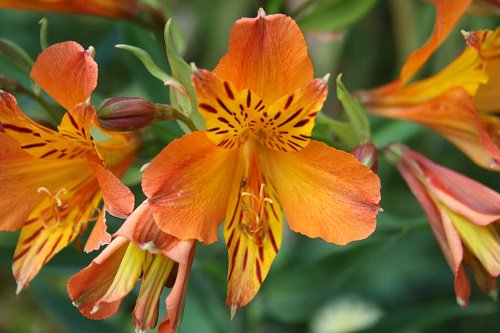 毎日のお花と婚活情報 今日2月18日の誕生日花は アルストロメリア 花言葉 持続 未来への憧れ エキゾチック 花言葉 の 持続 は この花持ちのよさに由来 エキゾチック の花言葉は オレンジなどの鮮やかな花びらの内側の斑点が 華やか 毎日のお花と婚活情報 今日2月18日の誕生日花は アルストロメリア 花言葉 持続 未来への憧れ エキゾチック 花言葉 の 持続 は この花持ちのよさに由来 エキゾチック の花言葉は オレンジなどの鮮やかな花びらの内側の斑点が 華やか
