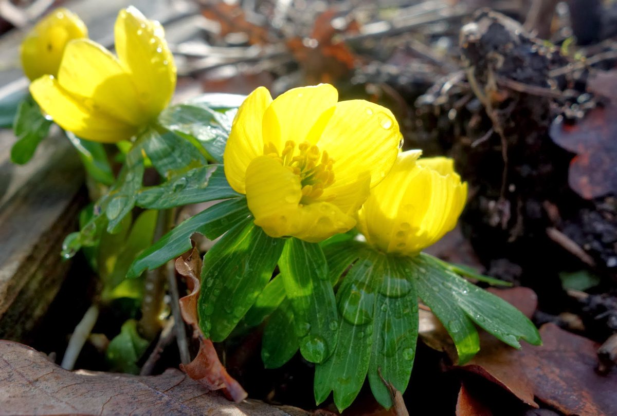 are you looking for HERBS

jaishreemart.com/med/herbs/