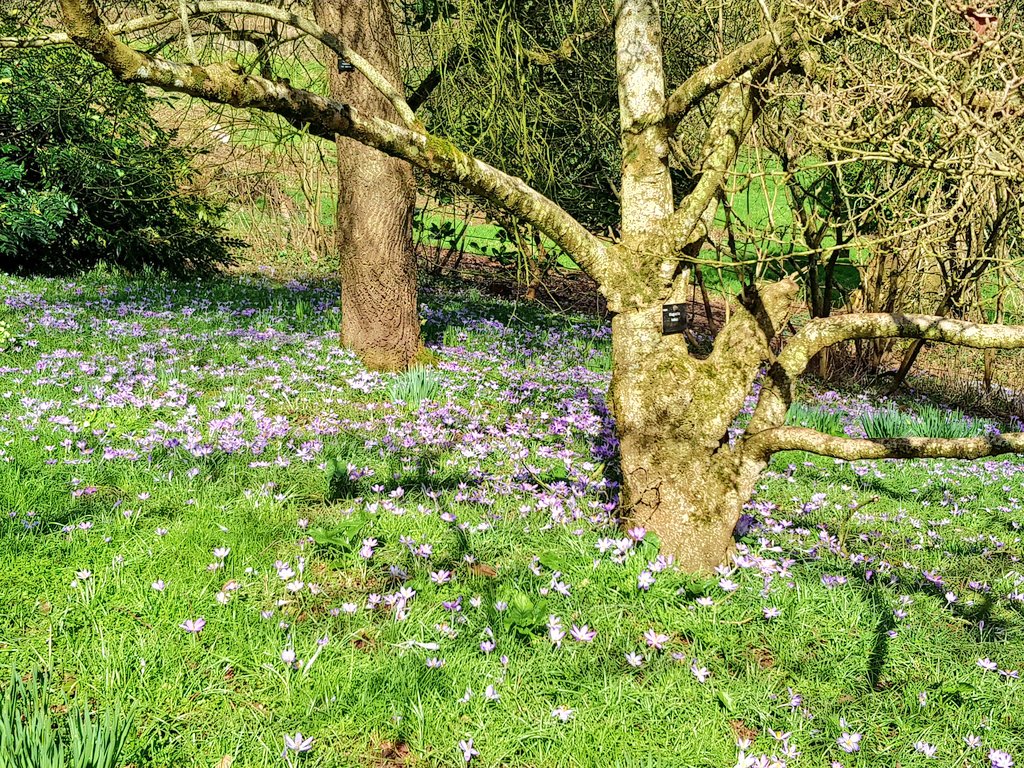 Lauren_Heath_PA's tweet image. Had a wonderful walk around the back park and forest of @NTKillerton yesterday, spotting squirrels, a Jay and a woodpecker! Also delighted to find this wonderful play tree. #exploringexeter #aDevonChildhood #familytime #familyfriendly