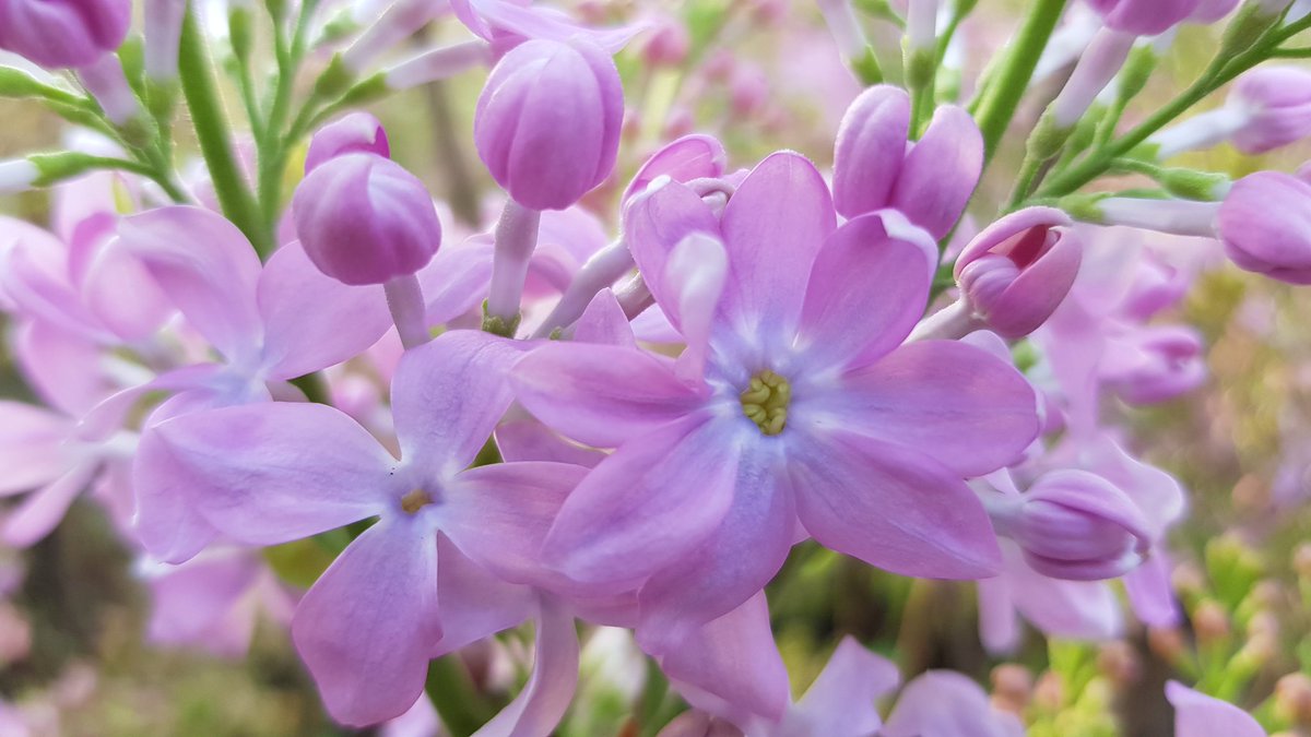 De Seringen Specialist Jan ten Hoeve (@seringenkweker) on Twitter photo 