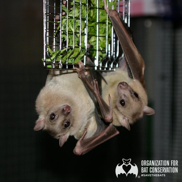 Time for a #BatFact! Did you know that Egyptian fruit bat offspring typically stay with the same colony as their parents for their entire lives?! #SavetheBats