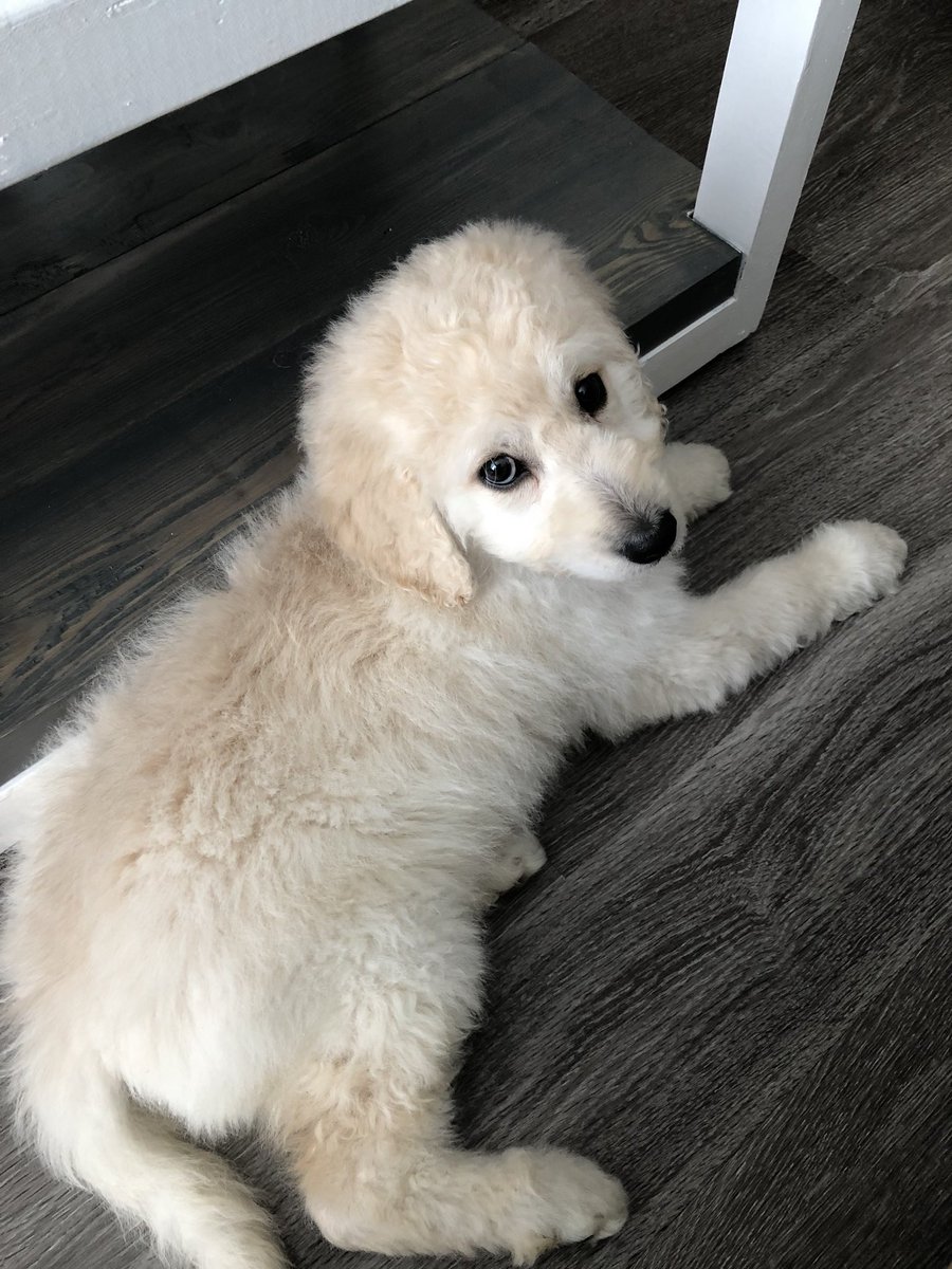 miss_mahon's tweet photo. Meet Daisy!!! #goldendoodle https://t.co/OTivDpA8q2