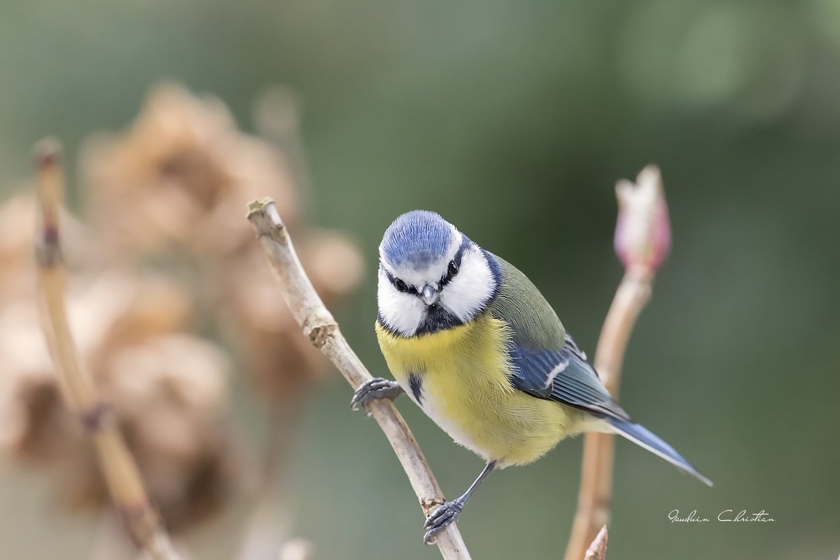 mesange bleue .......