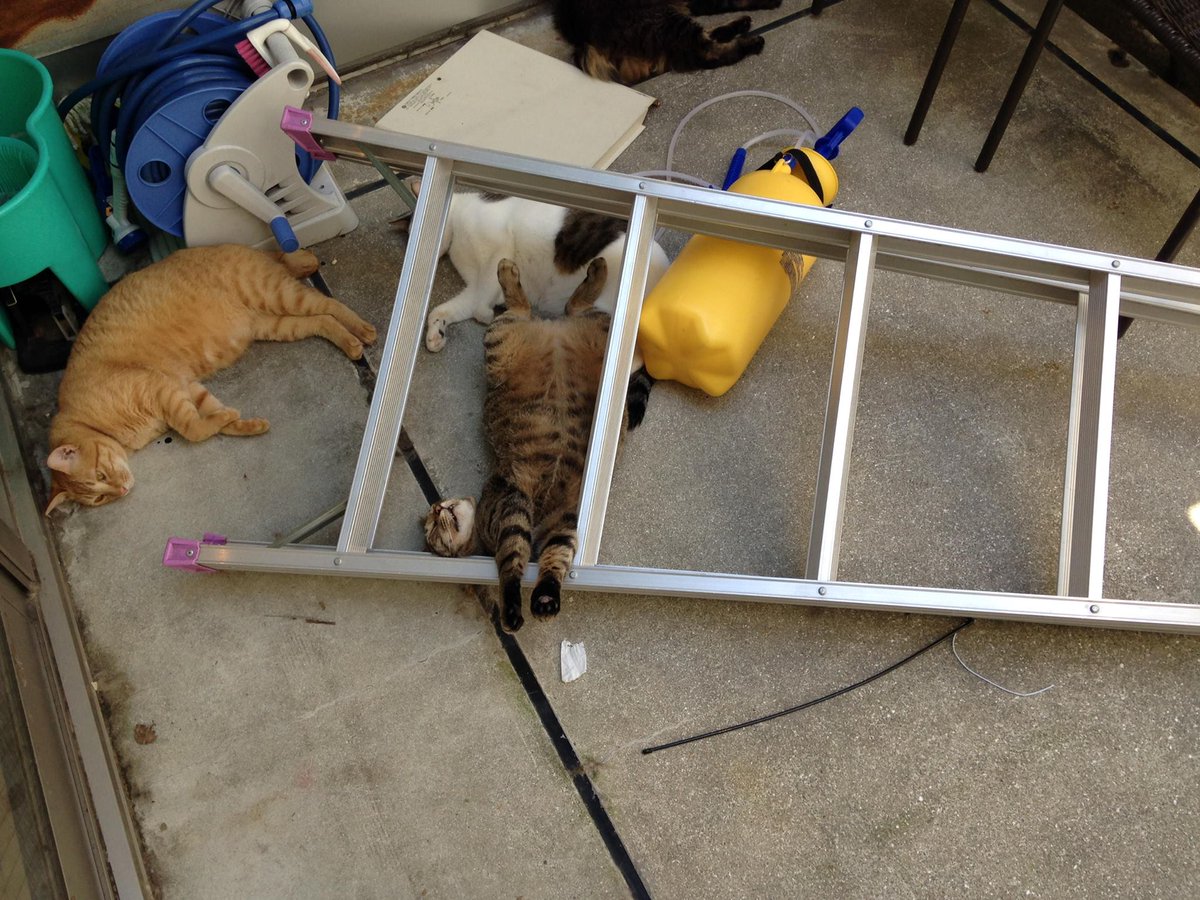 かごにゃん 里親募集カフェ On Twitter 脚立に登ってた1匹がバランスを崩し 下で支えてた3匹が巻き添えを食らった図 飼い主の心臓に悪いペットの寝相コンテスト