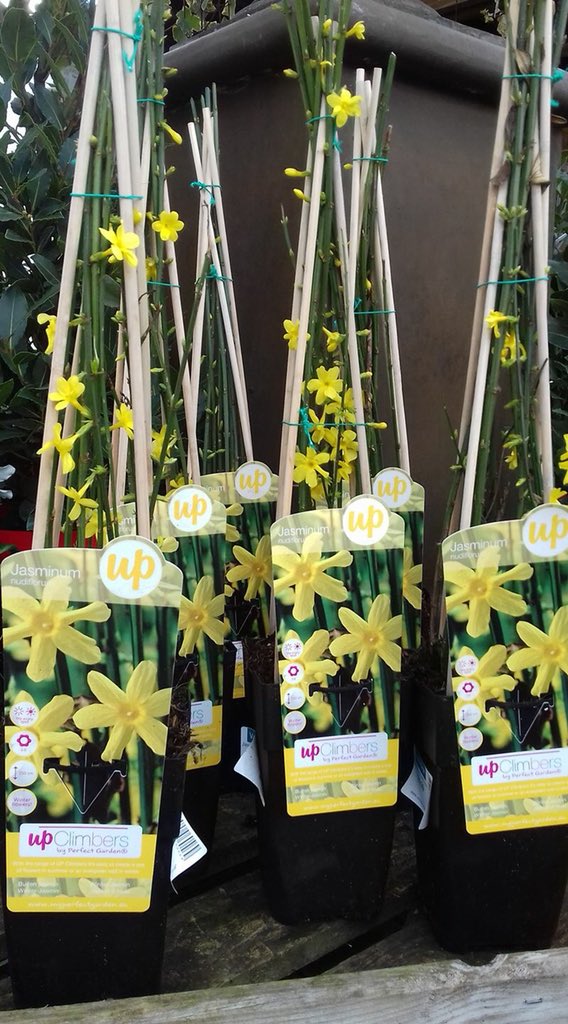 VanHage's tweet photo. Jasminum nudiflorum a Winter hardy bloomer can grow up to 250cm. A deciduous climber flowers January/February, likes full sun/part shade. In stock now @VanHage and ready to bring Spring colour to your patch with delicate yellow petals.
#springgarden #jasminumnudiflorum
#gardening https://t.co/GgrCFqGcP2