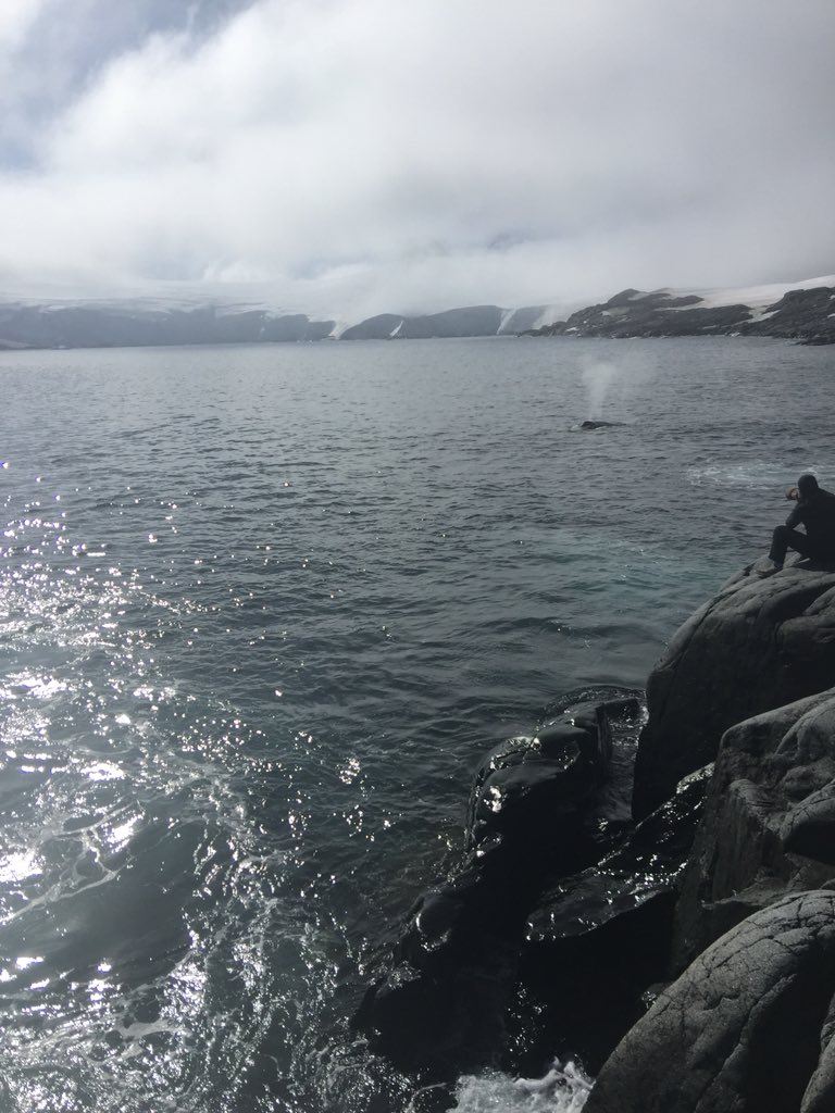 CesarAnt77's tweet photo. Oh South Bay! #doumerisland #baseyelcho #eca54 #whales #ballenas #antarctica #antartica https://t.co/umTpDxr2bX