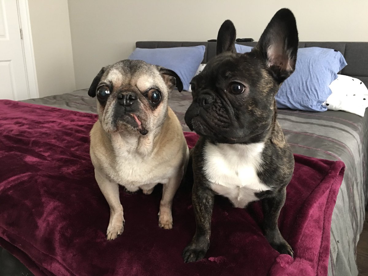 Sophie - why your ears so big?