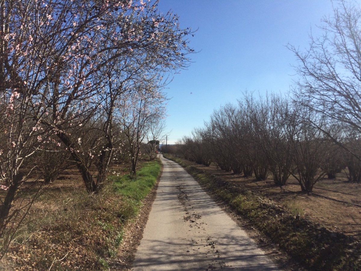 SitaSP's tweet photo. “Braços oberts és eixida a carrera,
plorant sos ulls per sobres de gran goig.”
Podria ser això, podria dir això,
a rebolcons pels preludis de la primavera
#AMarch #AltCamp #BaixCamp https://t.co/IGaQejcJWj