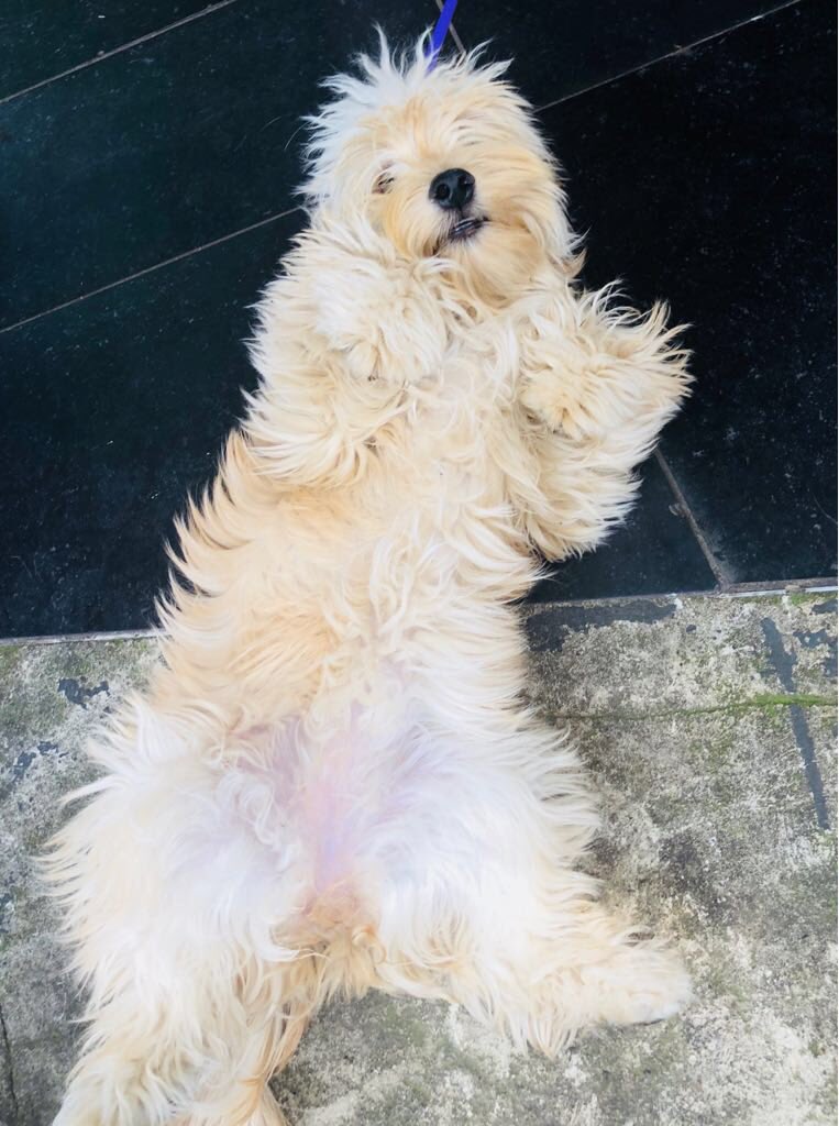 FCSouthAfrica's tweet photo. Malva is just chilling. #LoveMutts&amp;Friendship https://t.co/9QUqxLWakT