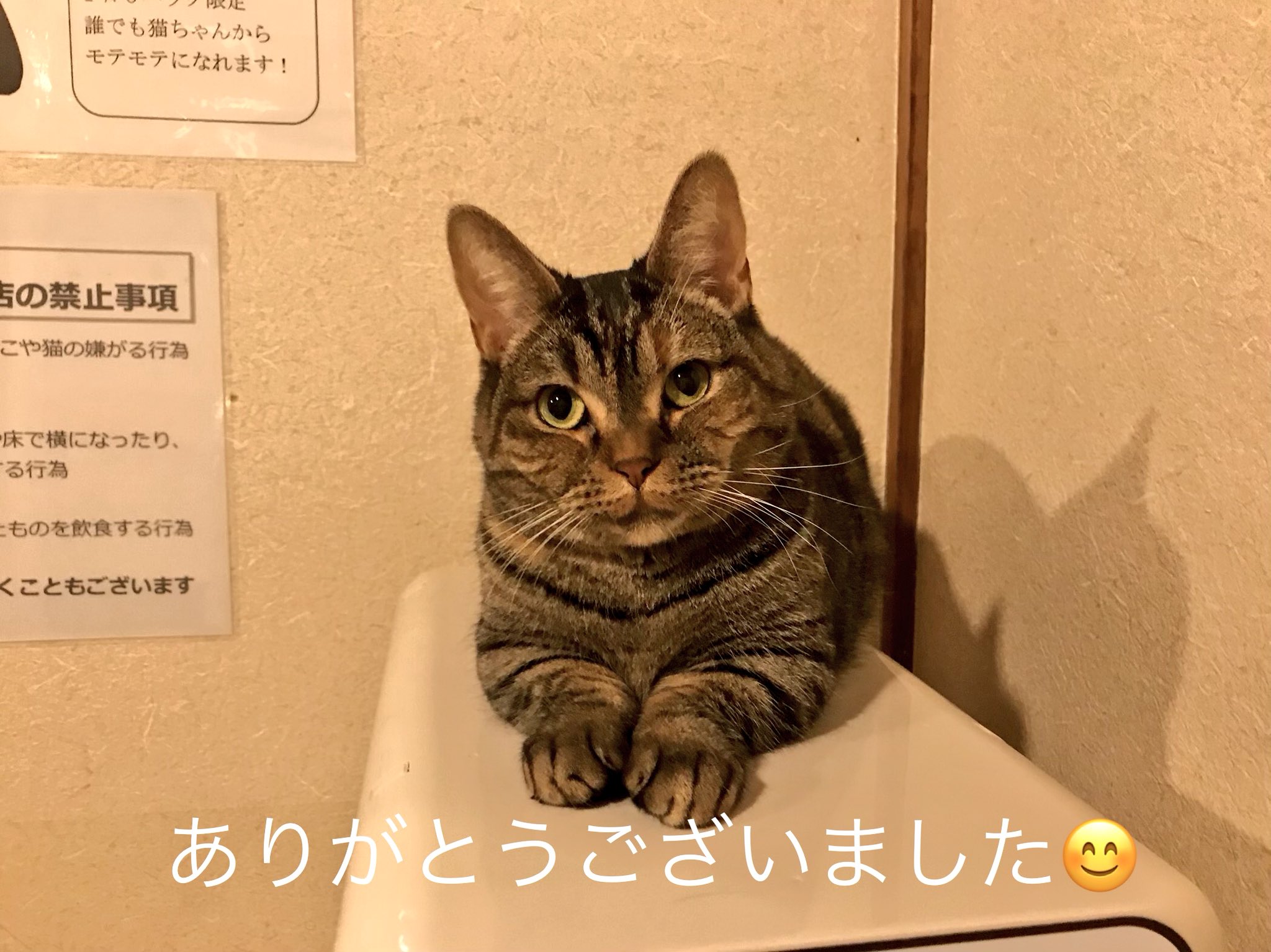 新小岩北口 猫カフェ にゃんこいわ Sinkoiwaneko Twitter