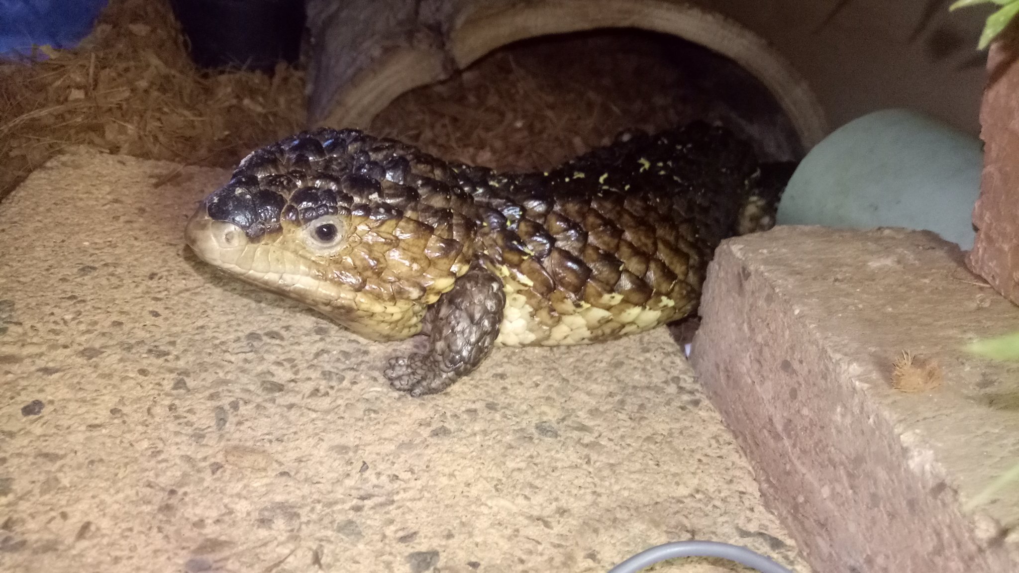 Drowned Rat Reachwater Reptile Rescue (DrownedRat_RwrR) / Twitter