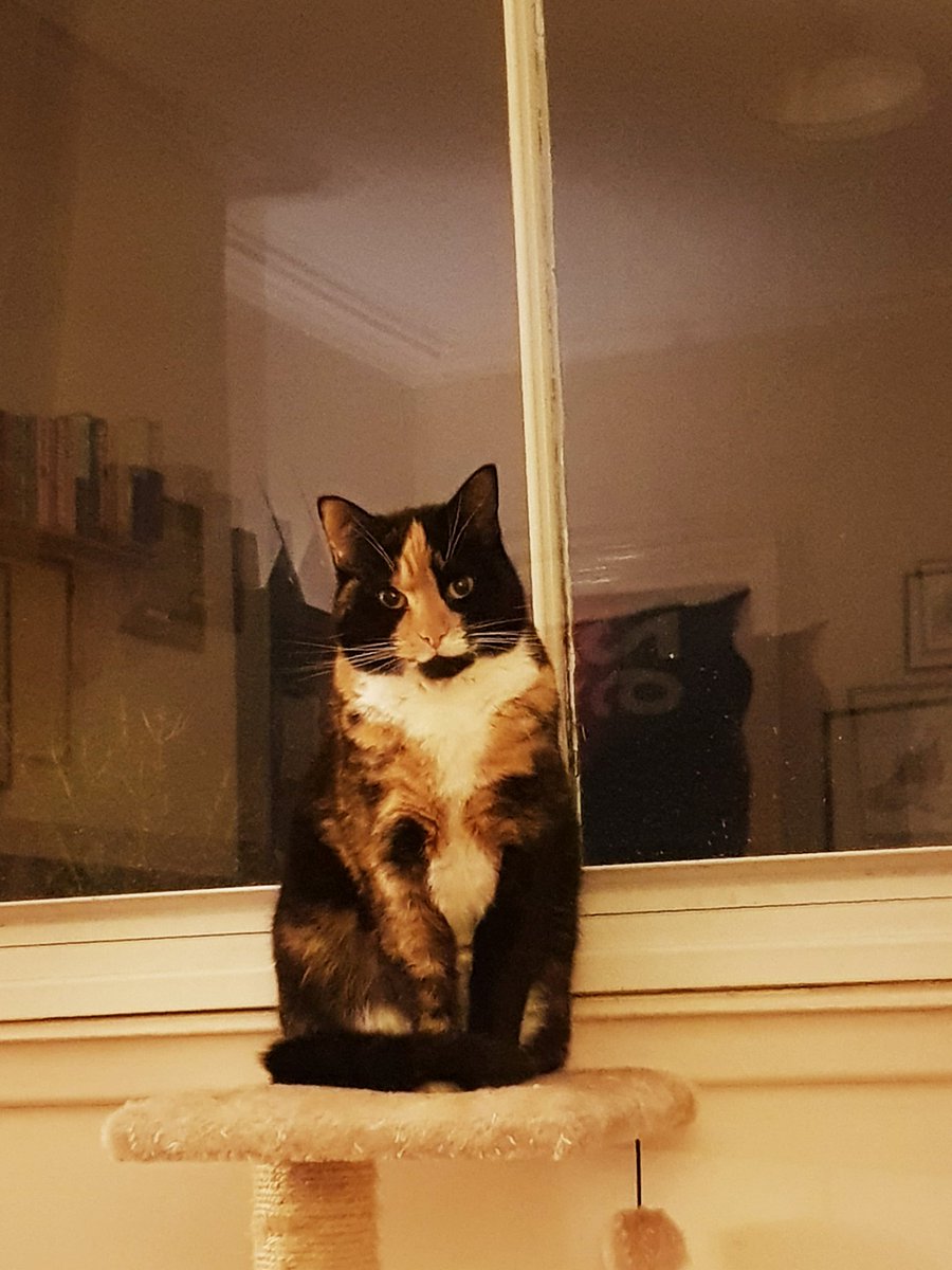 HMoglet tweet picture