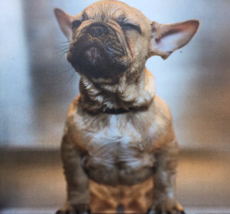 We’ve got an exciting offer Barkers! 🛁The Smooth coat special🛁this Thursday (22nd Feb 2018). A bath, brush &amp; dry, fresh breath gel and foam &amp; a de shed treatment, all for just £25! Call us on 01625 415192 to get booked in!🐶🐾