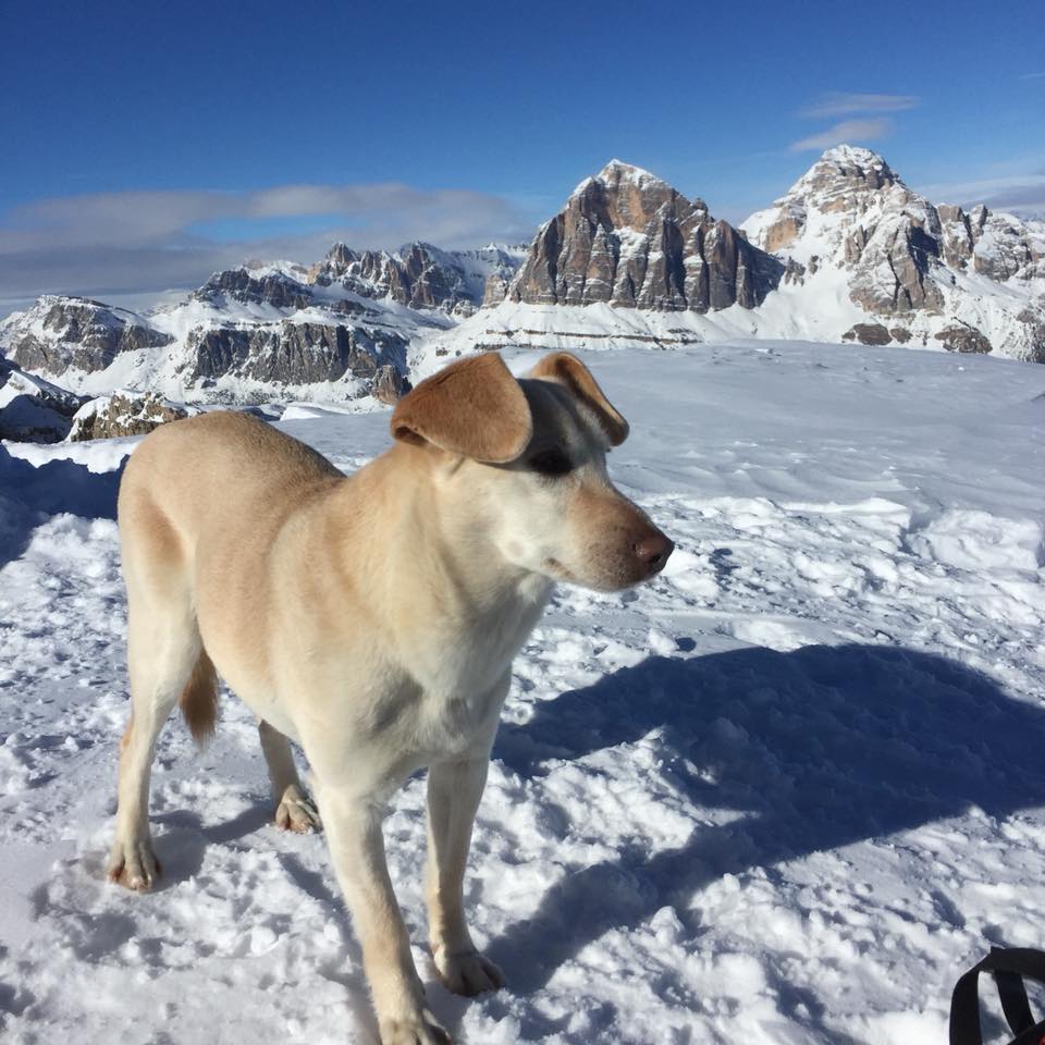 aghezzer's tweet photo. Cane disperso sul #Mulaz (Pale di S. Martino) in Trentino: chi avesse notizie avvisi Antonella da Ronch https://t.co/cyIHgt29Jx https://t.co/kr9MSF8zJ6