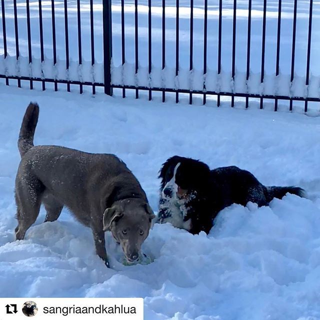 cmac610's tweet image. Is there anything better than waking up to 6” of fresh fluffy ❄️? #silverlab #silverlabsofinstagram #bernesemountaindog #berner #bernersofinstagram #livershunt #livershuntawareness #myamesbury ift.tt/2EB85nW