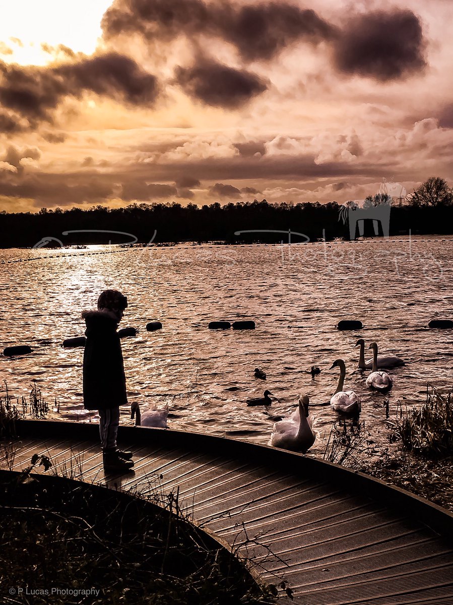 PLucasPhoto's tweet photo. #swans #drumpellierlochs #sunset #son #naturephotography #outdoors #reflection #sparkle #clouds #thisisscotland #plucasphotography https://t.co/hbyXVdoLD8