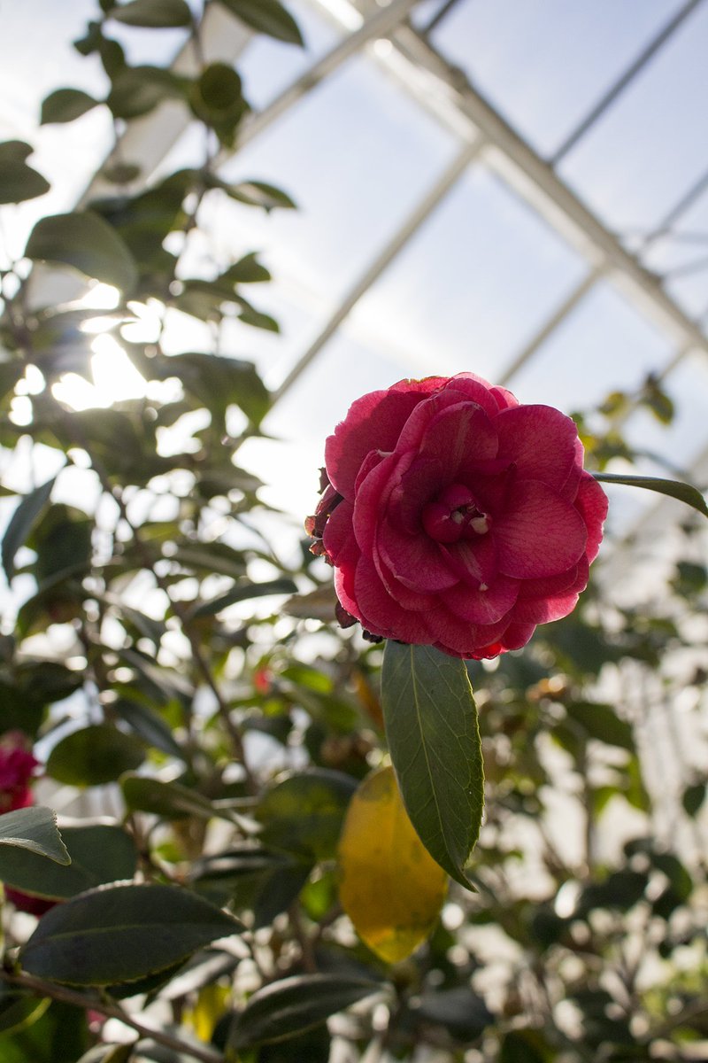 hagleymuseum's tweet photo. It may be winter but here’s a peek at what’s growing in the #greenhouse: #roses, #flowers and #tomatoes. The black/dark blue tomatoes are called "Dancing with Smurfs!" #gardening #wintergarden https://t.co/kqzMOWnOav
