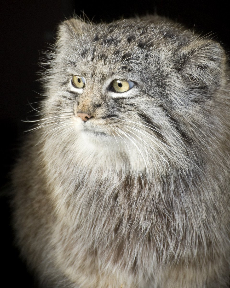 TheBigCatSanct's tweet image. #BCSDidYouKnow #PallasCats are small, stocky felids, well adapted to live in mountainous regions.