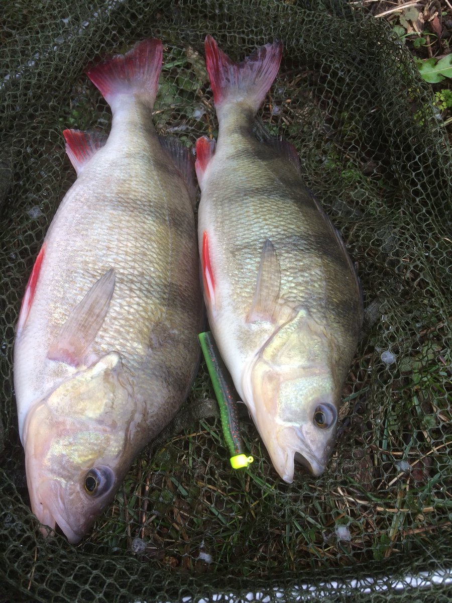 PerringMatthew's tweet photo. Seems I’m a bit behind the trend , used the trd for the first time today , 3 fish when nothing else was doing the business #impressed. https://t.co/qZmDWcz9Od