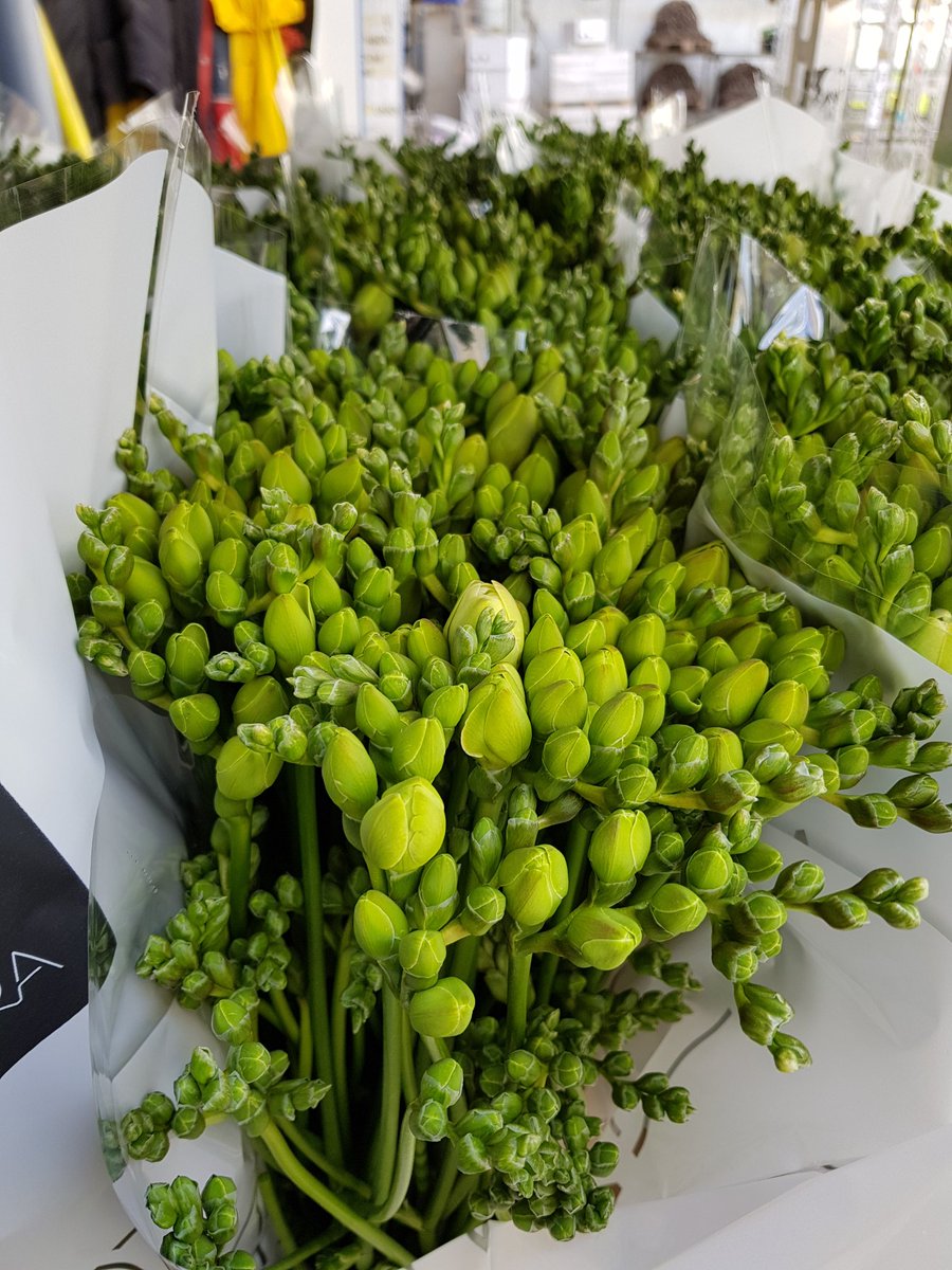 Maandag #freesia <a href="/lineanatura/">Linea Natura</a> Zephyr Soleil en Belleville op klok #RBG #NLD en #VBA online <a href="/FloraMondo/">FloraMondo</a> #klokvoorverkoop Doe je best @Marco_rfh