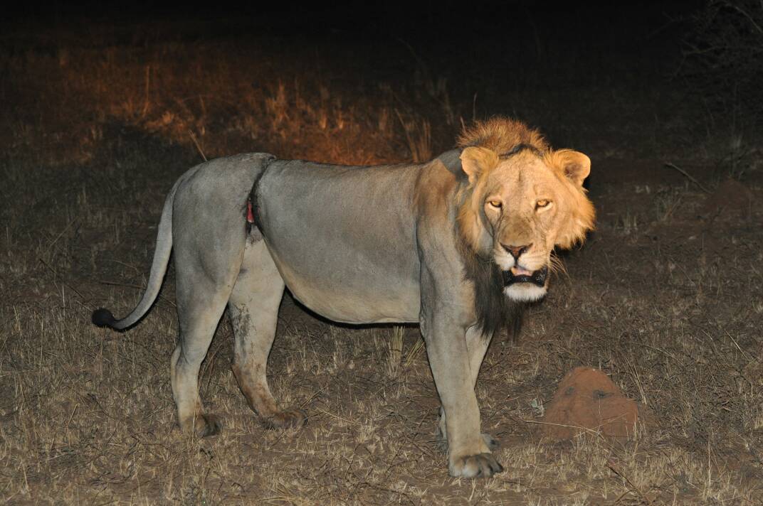 Ugandawildlife's tweet photo. 🇺🇬 #WildlifeNews 👉 #PredatorsUnderThreat This lion was spotted by #tourists while on a #gamedrive in #MurchisonFalls #NationalPark last evening. The #lion was in alot of pain due to a snare. #UgandaWildlife Authority Veterinary team have been following up to help the #bigcat https://t.co/xlZkwV9Smi