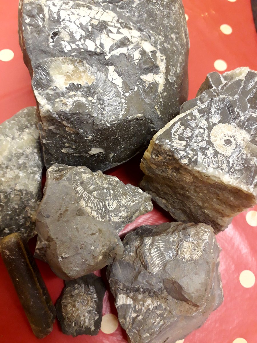 Natashabassett3's tweet photo. Fossil hunting and finding ! #fossilhunting #History #exploringrocks https://t.co/P62pHUg6mk