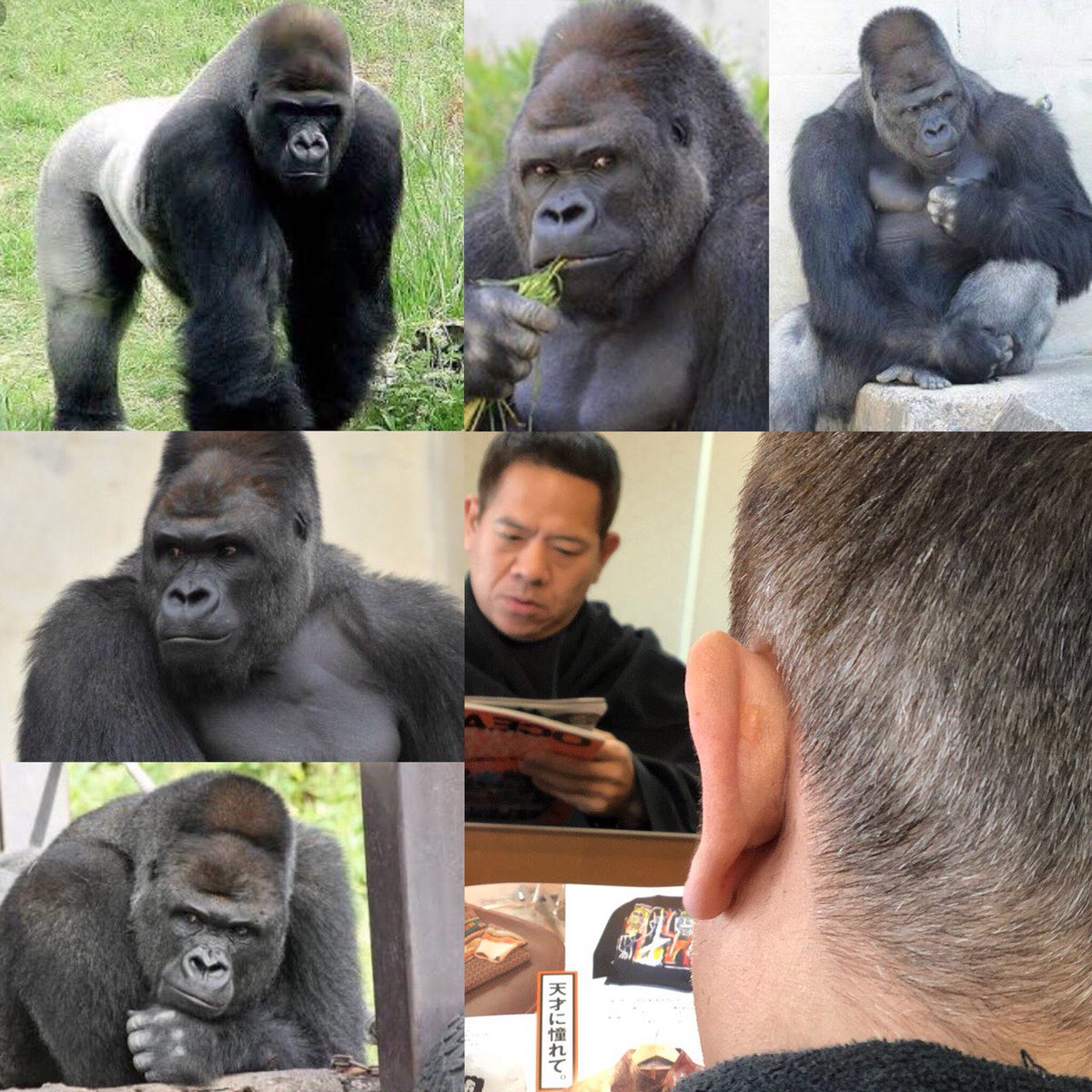 宮迫 V Twitter シルバーバックとは その群の中で最強のゴリラの事だそうです