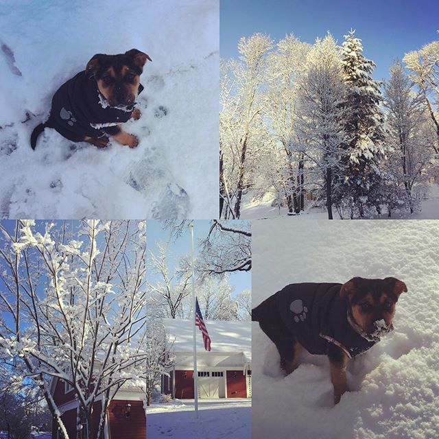 abbyrodman's tweet photo. Good morning, Boston!
#snow #boston #rescuedog #puppylove #muttsofinstagram https://t.co/b6GjX313Bk https://t.co/T1GRzOQ2r1