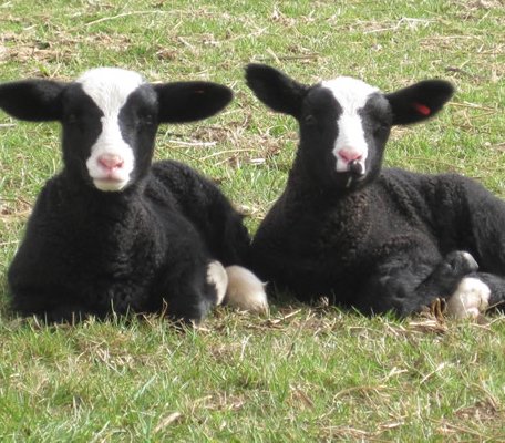 FriedaAndMoon's tweet image. Spring lambs! Coming soon to Frieda And The Moon... the daffodils are out in #Cornwall... a few #SpringBreaks still available in our cosy tin tabernacle for two... #glamping #RomanticRetreat #CouplesEscape #ShortBreak