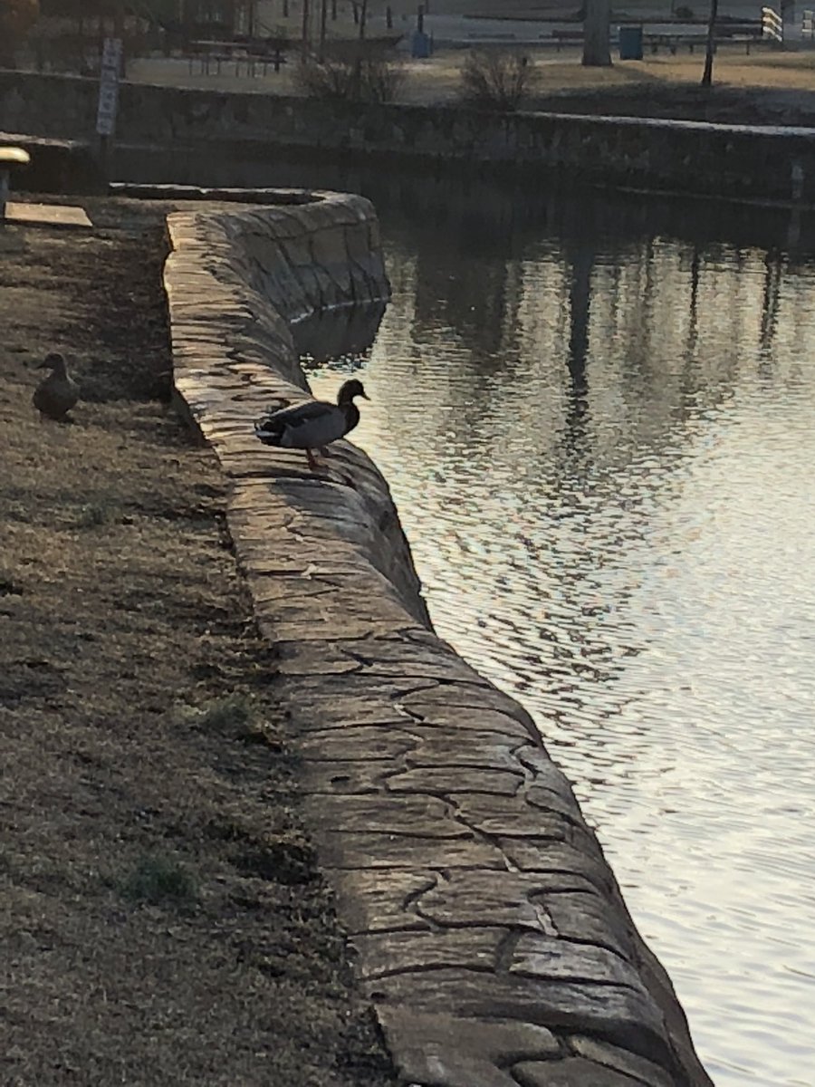 sheilachrissy's tweet photo. Sunday morning walk. @TheParkBoard #Doling https://t.co/K64Nxm4MTf