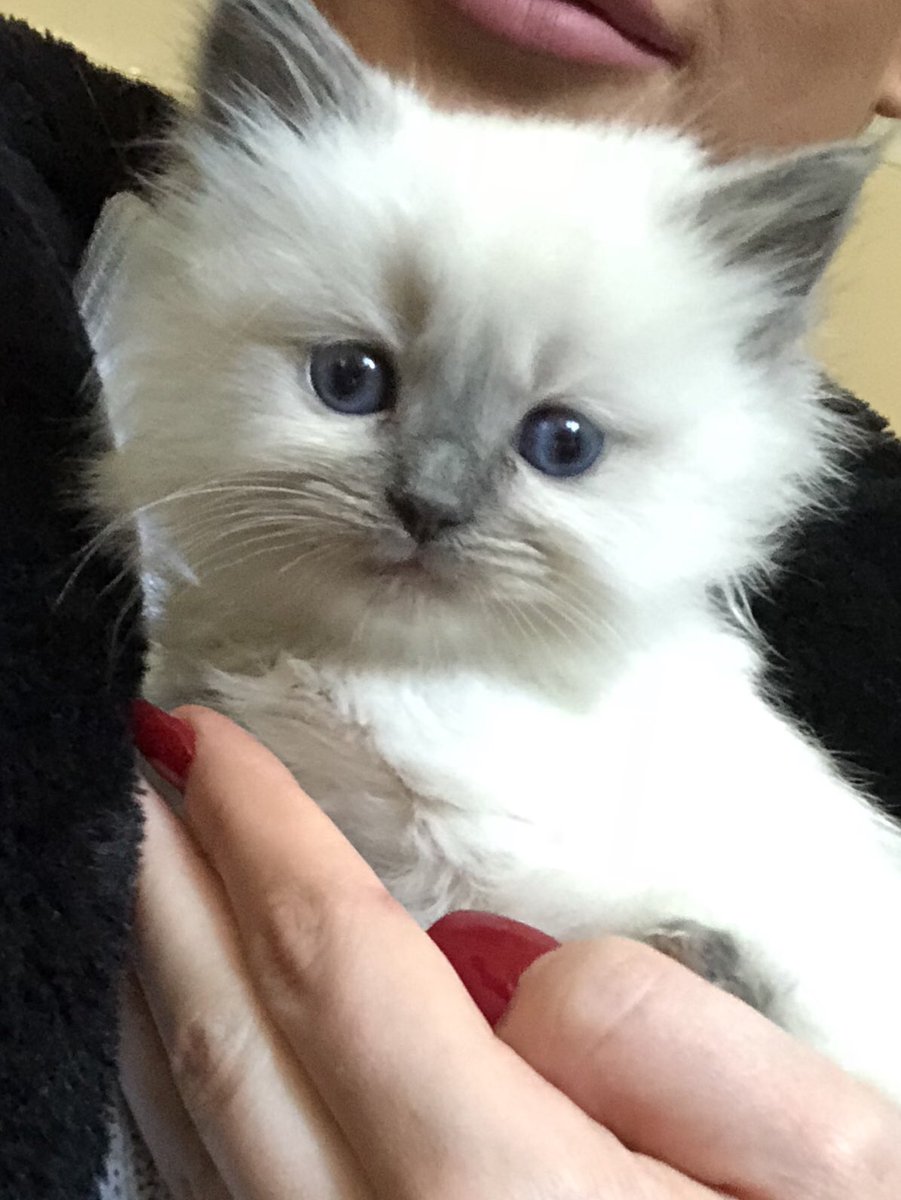 keepupwithkirby's tweet photo. 4 weeks time and this angel is coming home. I cannot cope. 😍
#PrincessMimi https://t.co/YswKv6HC8Z