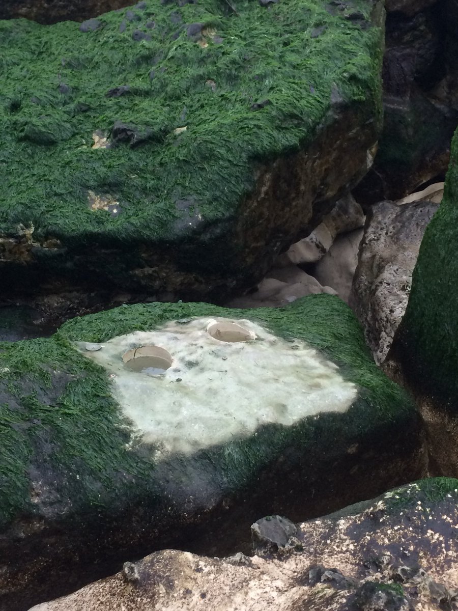 Dr Alice Hall tweet media