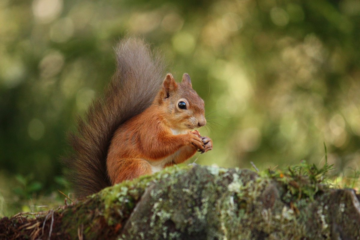 rachel_sustain's tweet photo. Great piece on @BBCCountryfile about red squirrels and the work being done on #Anglessey. Fantastic to see the work to save such a beautiful creature. https://t.co/HFd0ibmBvq