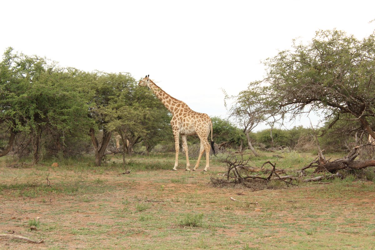 SouthAfrica's tweet photo. RT @PeterMarsh_PMC: Great to get these amazing pictures today from our fab colleague Michael Paltrinieri from his new home living on safari @SouthAfrica https://t.co/USBIaQo5KS