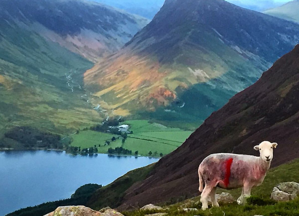 OAlmihdhar's tweet photo. #مبتعثون_في_بريطانيا
Buttermere Lake
من آجمل وآروع بحيرات الليك دسترك منطقة بحيرات إنجلترا تشتهر بجمال طبيعتها 
وجودة مراعيها https://t.co/fPfktLSyxg
