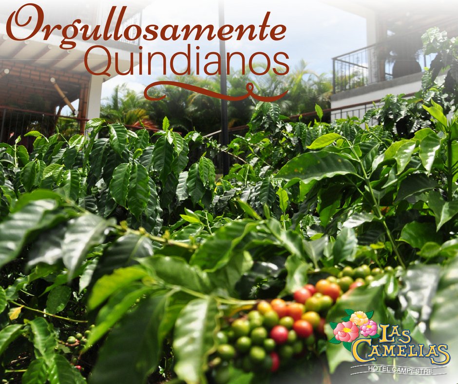 Orgullosamente Quindianos, donde cultivan el mejor café de Colombia. 

#PaisajeCulturalCafetero#Armenia #ciudadverde #RutasPCC #Quindio #café
camelias.com.co