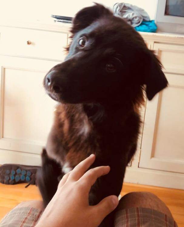 mari_akare's tweet photo. Olá gente! 
Estamos com um doggo aqui super fofo chamado Rabito q precisa de um lar urgentemente! A dona foi forçada a se livrar dele e pra n ter um fim pior, acabamos por pegá-lo para um lar temporário.

link pra contato https://t.co/mnfzhfPSju

dêem RT pra ajudar pf! Eh nois https://t.co/QTzJo04JYT
