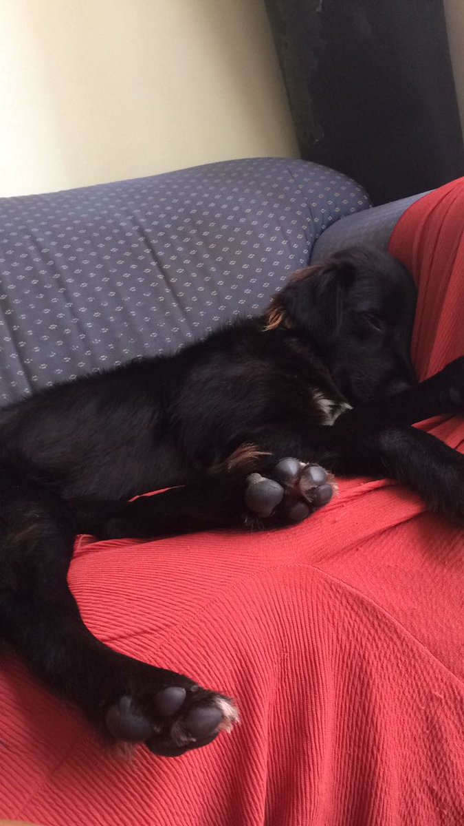 mari_akare's tweet photo. Olá gente! 
Estamos com um doggo aqui super fofo chamado Rabito q precisa de um lar urgentemente! A dona foi forçada a se livrar dele e pra n ter um fim pior, acabamos por pegá-lo para um lar temporário.

link pra contato https://t.co/mnfzhfPSju

dêem RT pra ajudar pf! Eh nois https://t.co/QTzJo04JYT