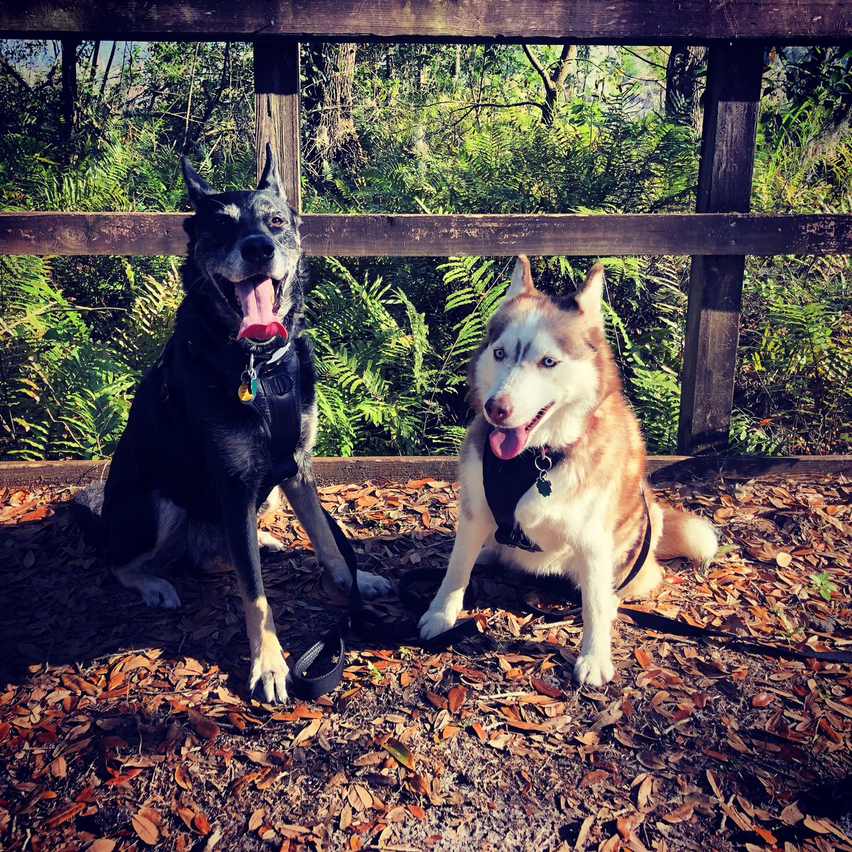 RunRoverFL's tweet image. Taking a quick break. Ok... LET’S GO! #LordVader #Ghost #TrailDogs #Dogs #WeRunDogs