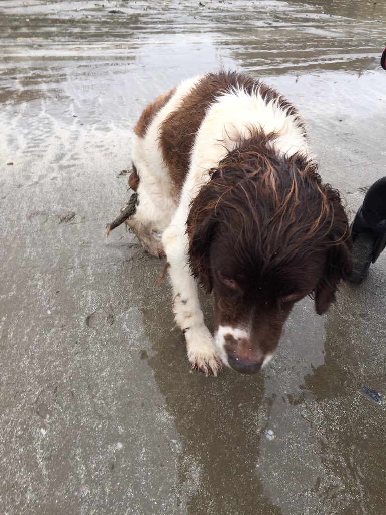 RT <a href="/DavidGilligan2/">David Gilligan</a>: <a href="/sharontolan/">Cllr Sharon Tolan - Meath East</a> I found this dog around noon on laytown beach. Owner was searching for him before that. I took the poor dog home. Pls retweet