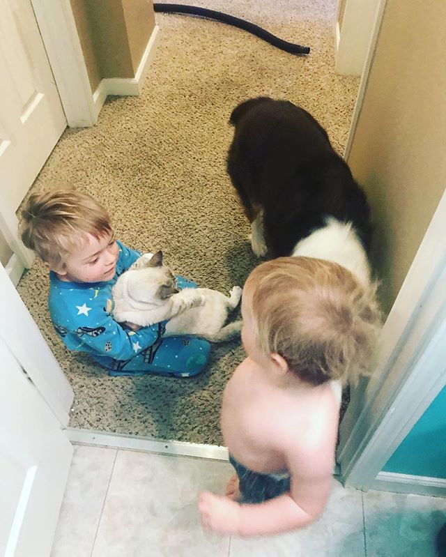 When you open the bathroom door after a shower (first full one in a week) and find 2 boys, a dog, and a cat pressed against the door ❤️😩🤣
.
.
.
.
#thisislife #mamahood #momlife #raisingboys #leifandreinger #australianshepherd #catsofinstagram #ievenshavedmylegs #tacoma