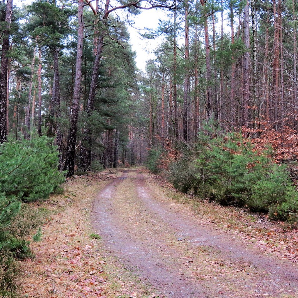 Unterwegs im Pfälzer Wald: Lindemannsruh – Ungeheuersee binaspfalzliebe.de/2018/02/18/unt…