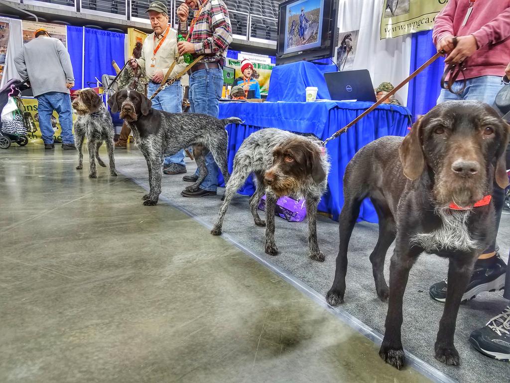 quail4ever's tweet photo. The Bohemian Wirehaired Pointing Griffons are ready for family day at National Pheasant Fest &amp; Quail Classic in Sioux Falls #PheasantFest #QuailClassic w/ @pheasants4ever https://t.co/HsGmua4xwC