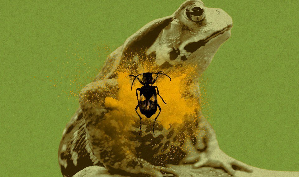 markmandica's tweet photo. Swallowed by a Toad? Not a big deal for the Bombardier Beetle — Yes, this article includes a video of a toad puking up live beetle, and an account of a live Blind Snake climbing out of a Toad's butt — What's cooler than that? | #ToadPuke #ToadButt | https://t.co/WA0ns35ioB https://t.co/sWuIQAUyVW