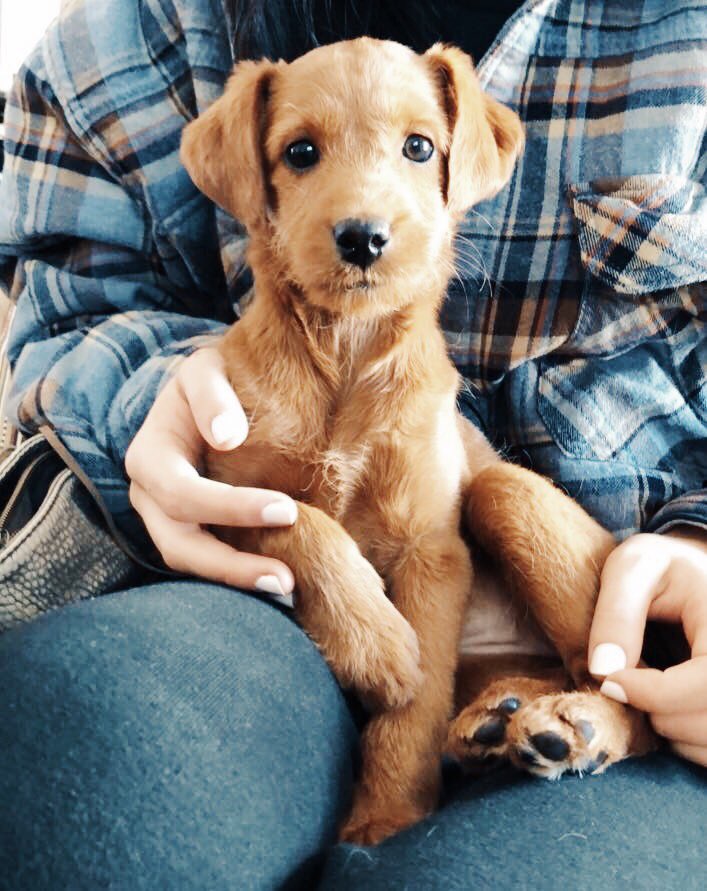 kaaaydavis's tweet photo. my lil marley https://t.co/lIETvWqCym