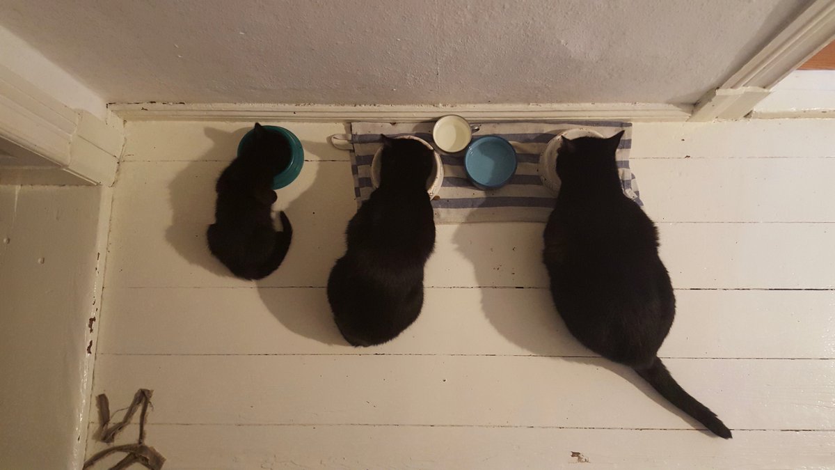 petsnflats's tweet photo. @catsnkittys Haha 😍! We got the same in black https://t.co/oA4ghSd75E