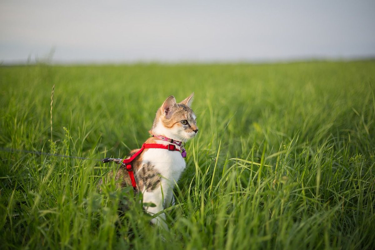 TailsLife's tweet photo. #CatFacts #Cats are intelligent creatures and can be trained to perform certain tricks. As #Incredible as it sounds, it can be done! One of the first studies in understanding the importance of #Reinforcement in #BehaviourPattern of #Animals was done on cats#CatLover #TailsLife https://t.co/tZb9600nlh