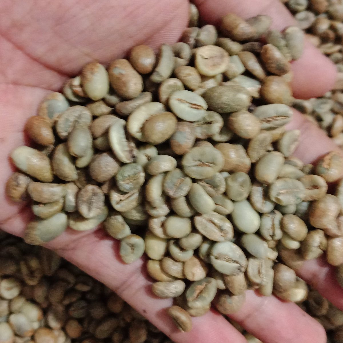 kopigadingID's tweet photo. Tidak banyak yang dia hasilkan karena dia harus berbagi untuk dijual cepat. Ini dilema petani kopi kita. Semoga terus #berlanjut dan istiqomah serta tertular pada petani-petani lain.
.
.
.
.
#kopiku #kopimu #kopikita #kopigadingcempaka https://t.co/eopGUpgJ3a